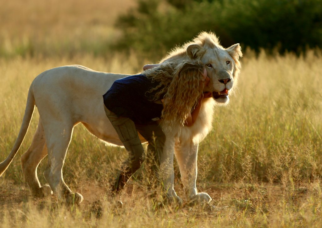 Photo du film Mia et le lion blanc