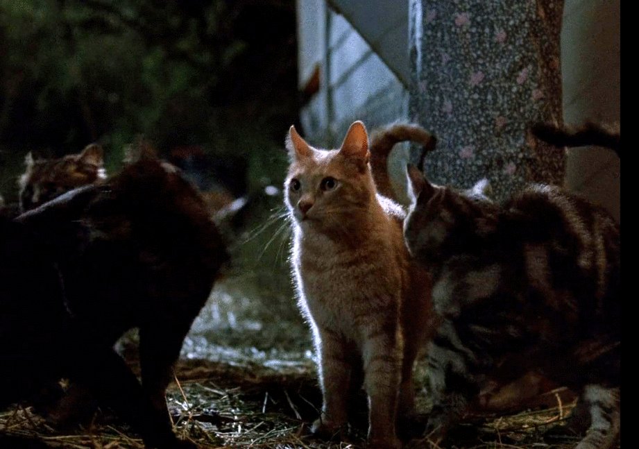 Photo du film La nuit des fauves