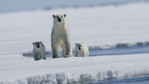 Photo du film Conte au coeur de l'Arctique