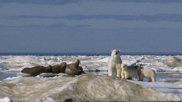 Photo du film Conte au coeur de l'Arctique