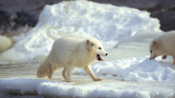 Photo du film Conte au coeur de l'Arctique