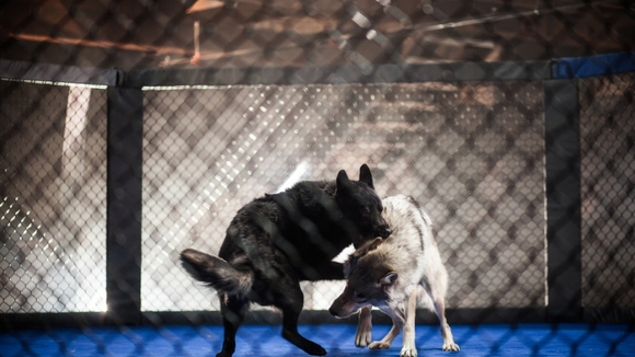 Photo du film GSP: L'ADN d'un champion