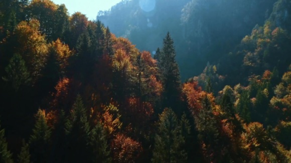 Photo from the movie The Woods