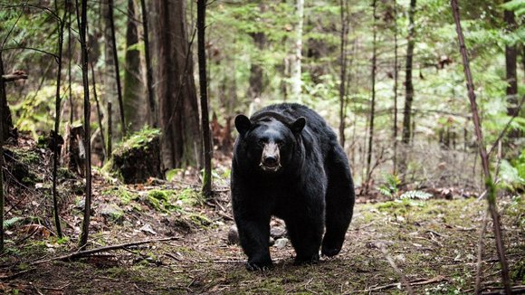 Photo du film Backcountry