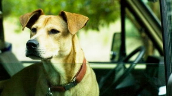 Photo from the movie Wendy and Lucy