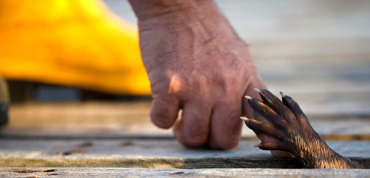 Photo from the movie Billy & Molly: An Otter Love Story [2024]