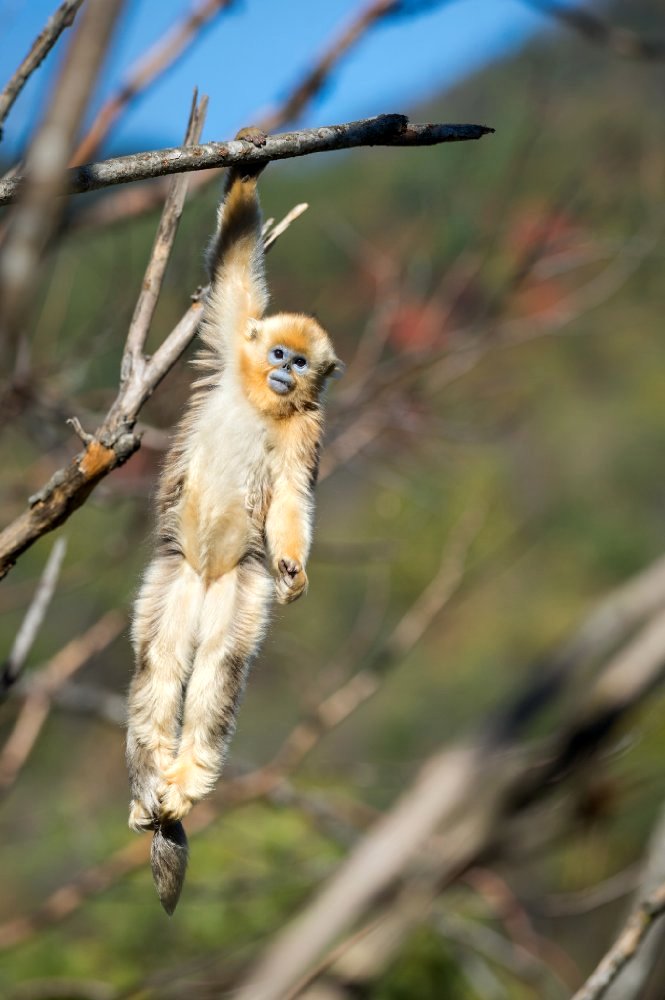 Photo from the movie Born in China