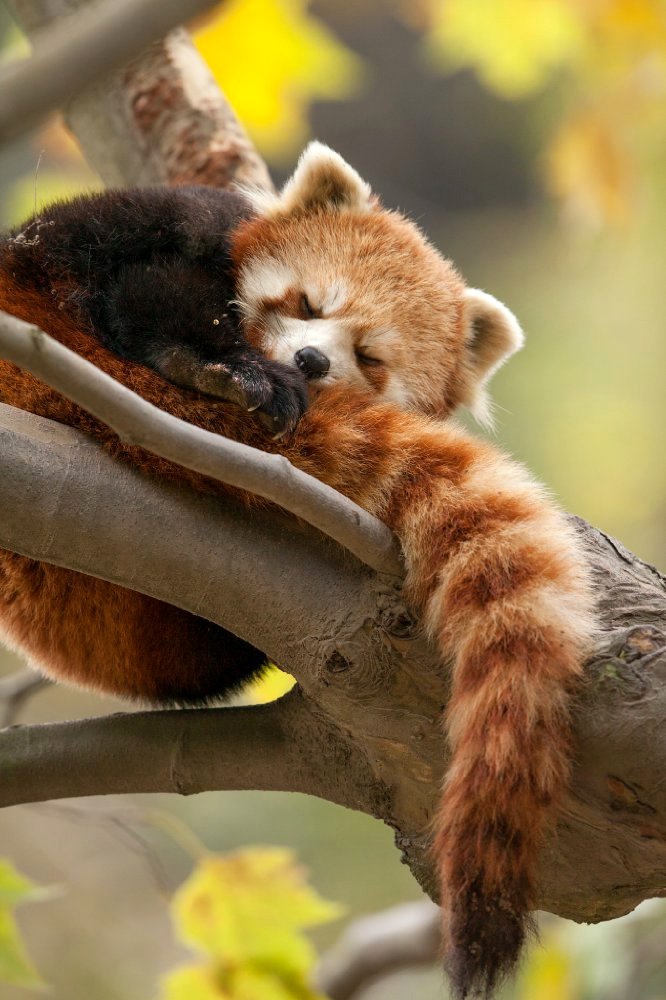 Photo from the movie Born in China