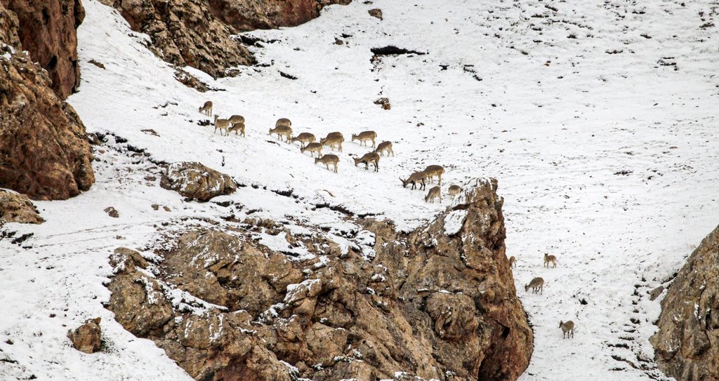 Photo from the movie Born in China