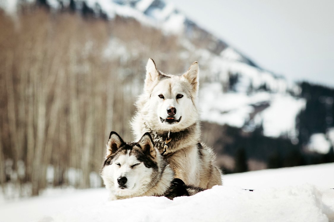 Photo du film The Great Alaskan Race