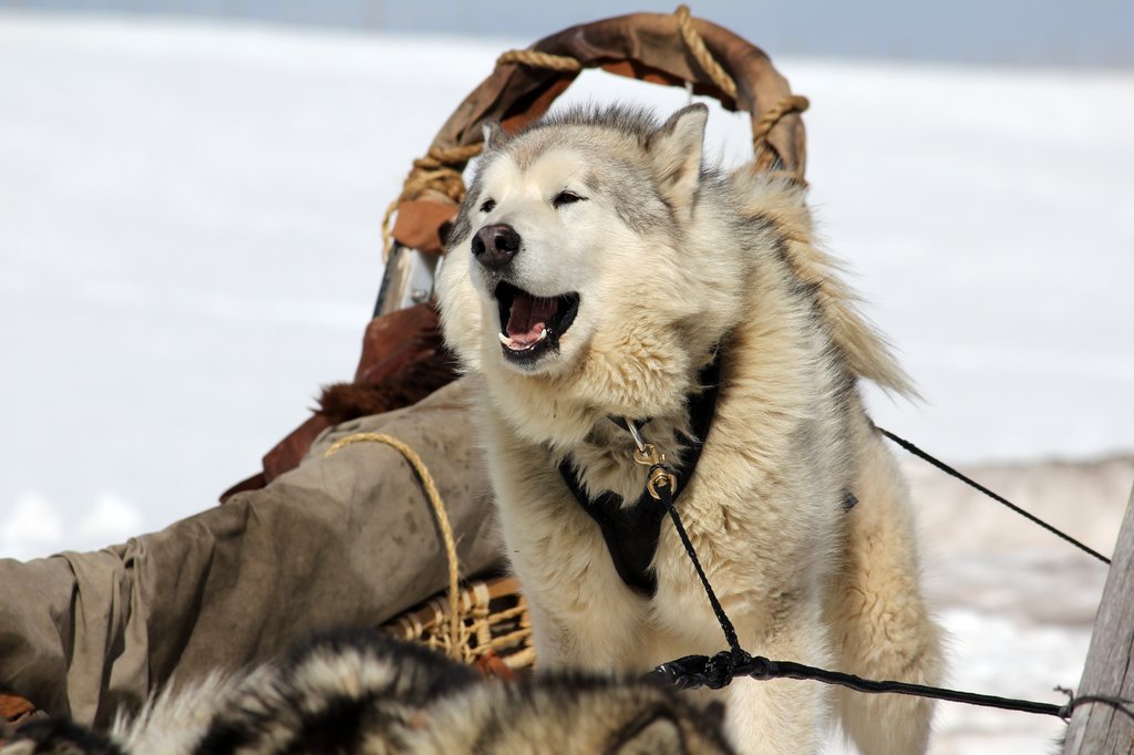 Photo du film The Great Alaskan Race