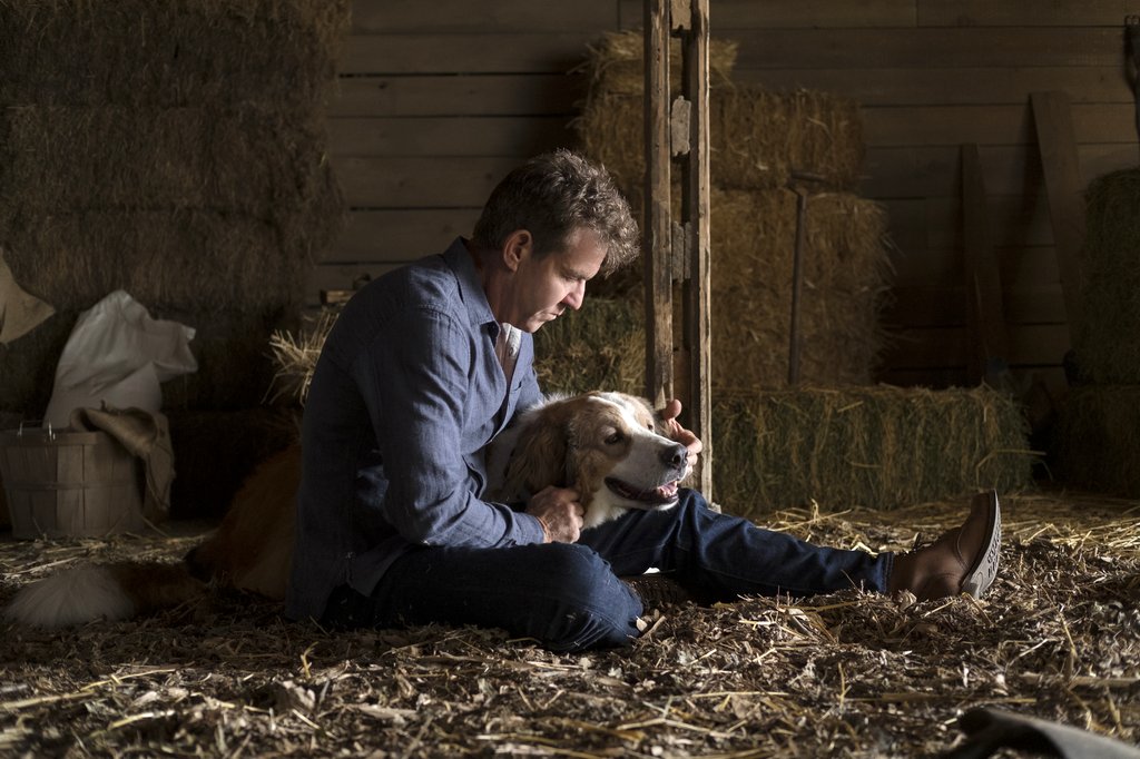 Photo du film Mes voyages de chien