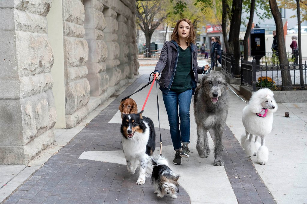Photo du film Mes voyages de chien