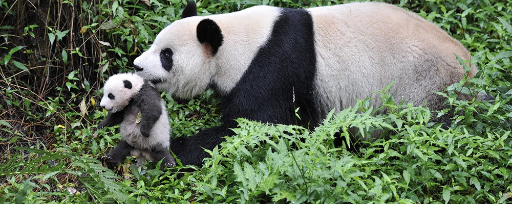 Photo du film Pandas