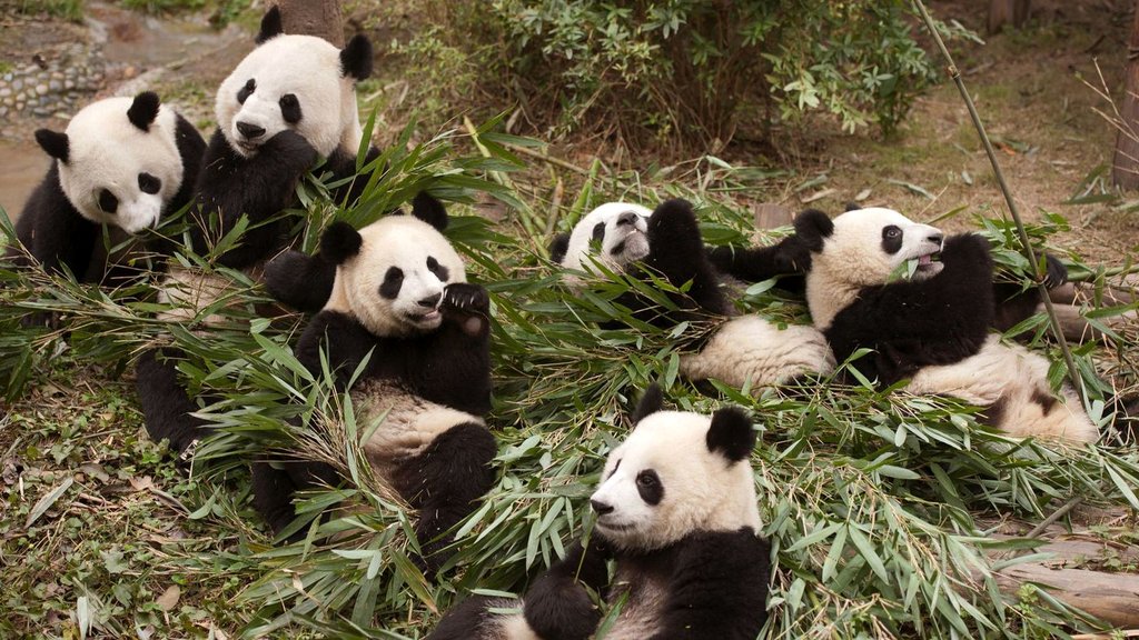 Photo du film Pandas