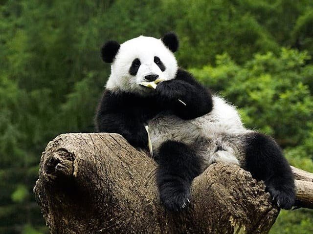 Photo du film Pandas