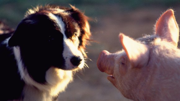 Photo du film Babe, le cochon