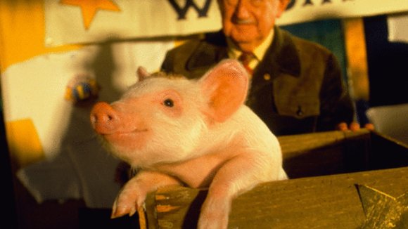 Photo du film Babe, le cochon