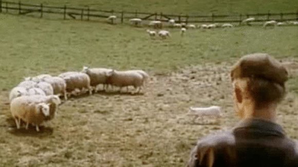 Photo du film Babe, le cochon