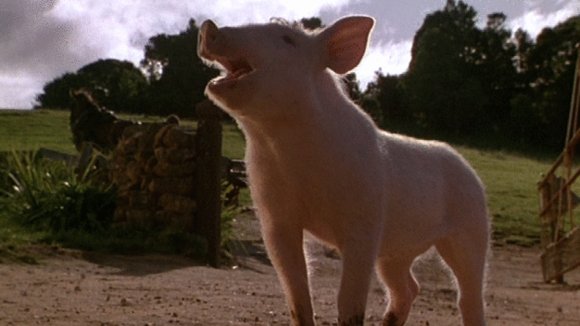 Photo du film Babe, le cochon
