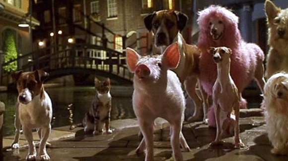 Photo du film Babe, le cochon