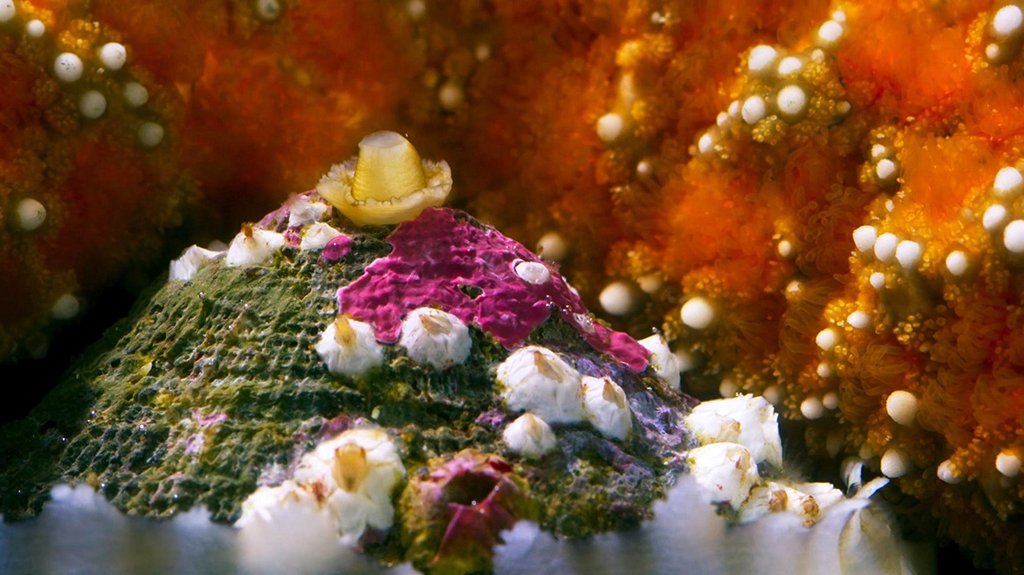 Photo from the movie Blue Planet II