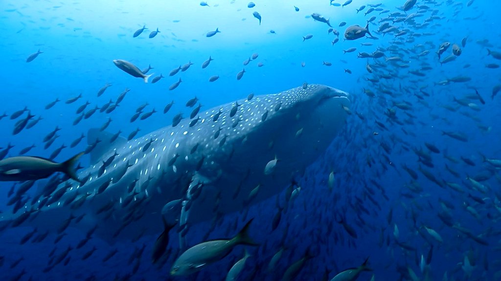 Photo from the movie Blue Planet II