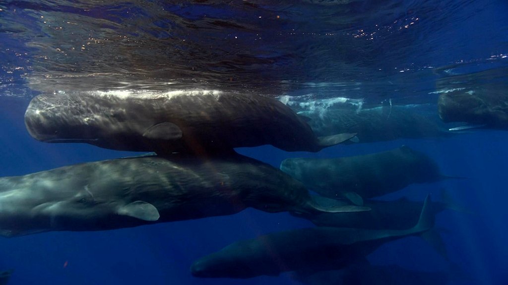 Photo from the movie Blue Planet II