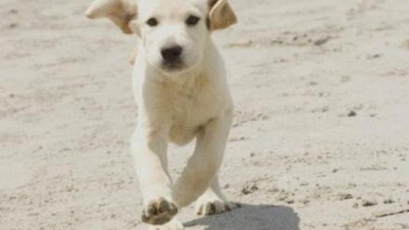 Photo du film Marley et moi