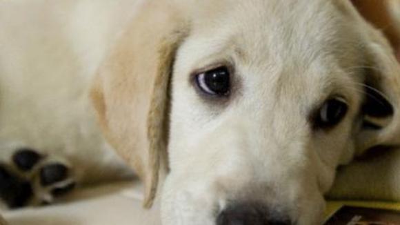 Photo du film Marley et moi