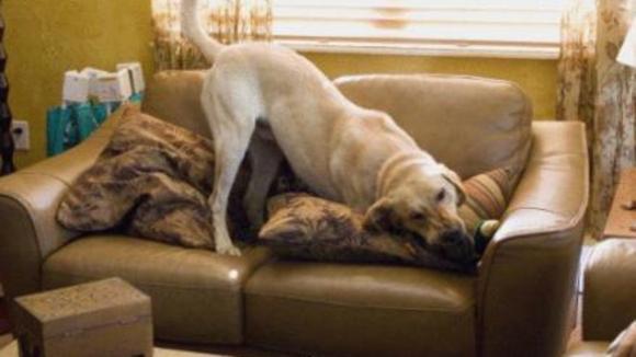 Photo du film Marley et moi