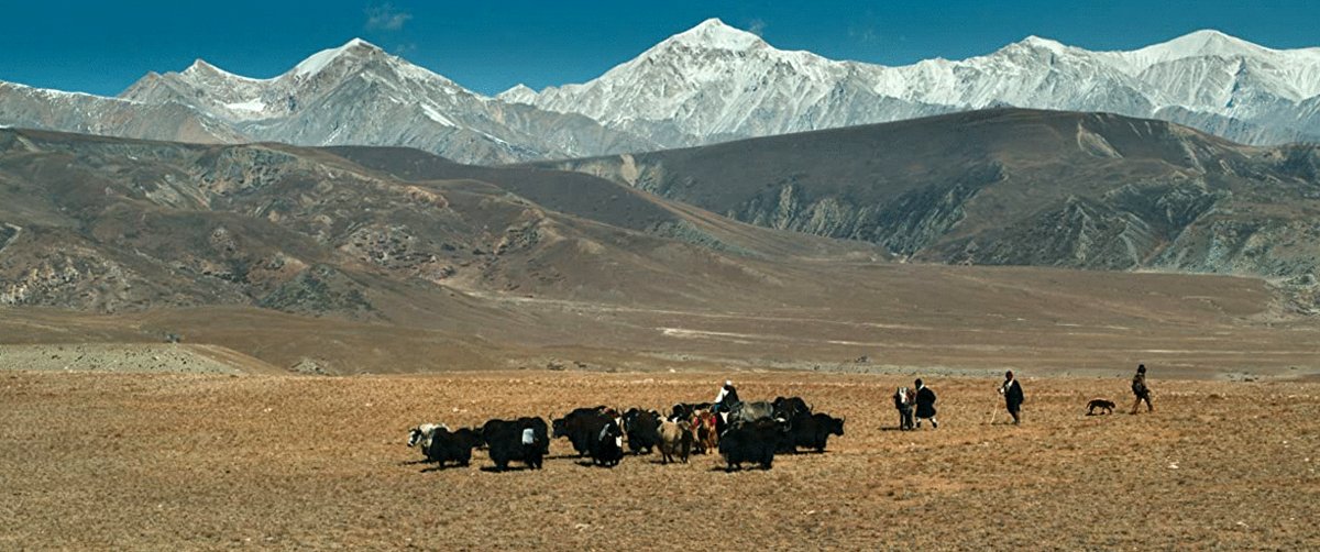 Photo du film Le tigre et l'enfant