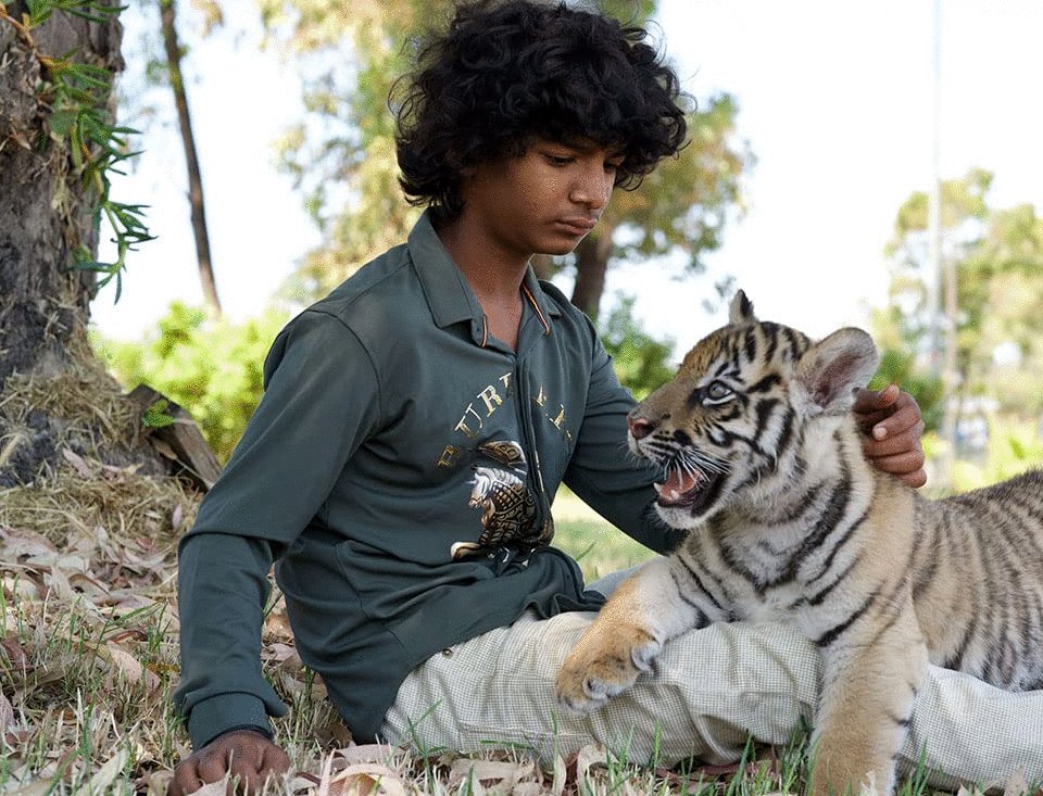 Photo du film Le tigre et l'enfant