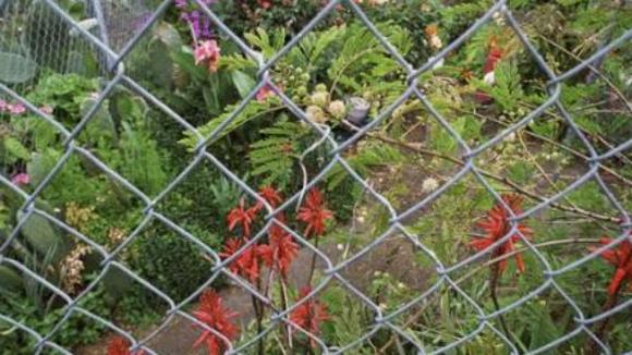 Photo du film The Garden