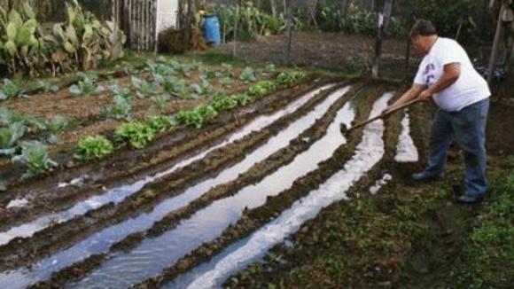 Photo du film The Garden