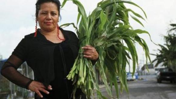 Photo du film The Garden