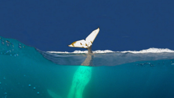 Photo from the movie The Last Continent