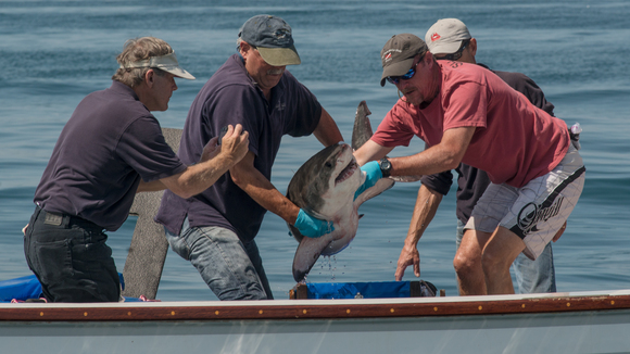 Photo from the movie Great White Shark