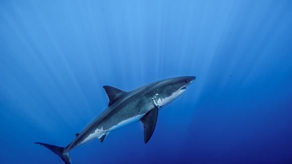 Photo from the movie Great White Shark