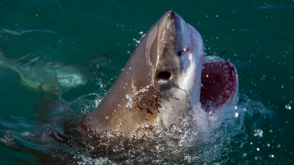 Photo from the movie Great White Shark