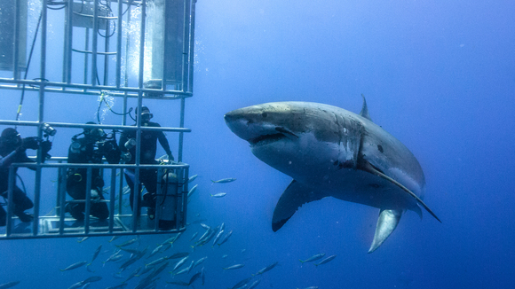 Photo from the movie Great White Shark
