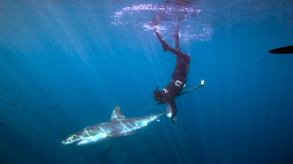 Photo from the movie Great White Shark