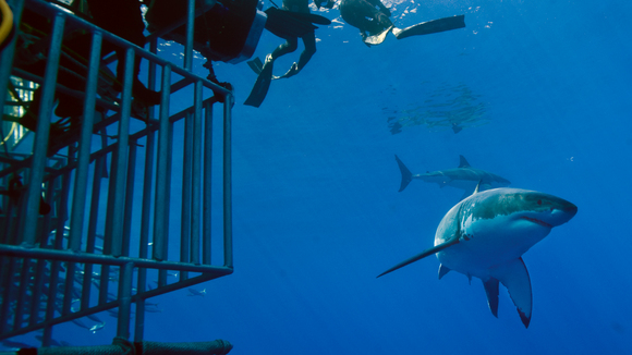 Photo from the movie Great White Shark