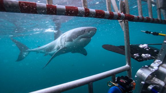 Photo from the movie Great White Shark