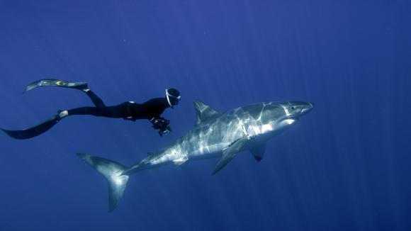 Photo from the movie Great White Shark