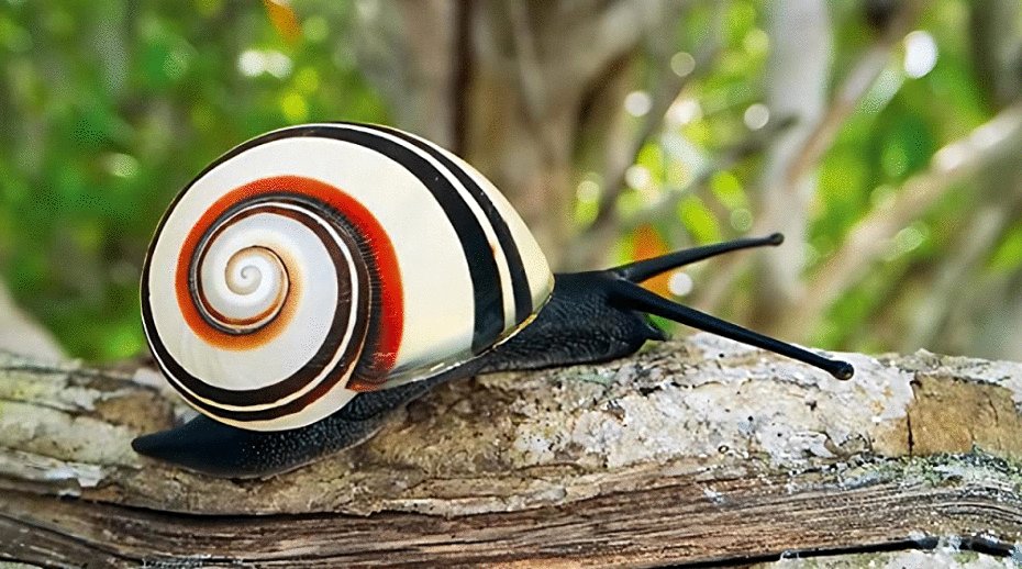 Photo from the movie Life in Color with David Attenborough