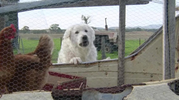 Photo du film Oddball v.f.