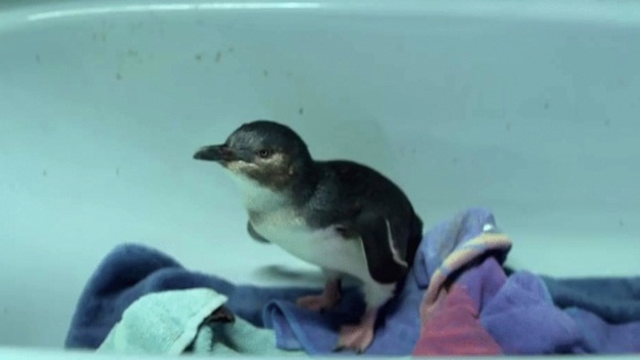 Photo du film Oddball v.f.