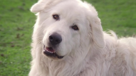 Photo du film Oddball v.f.