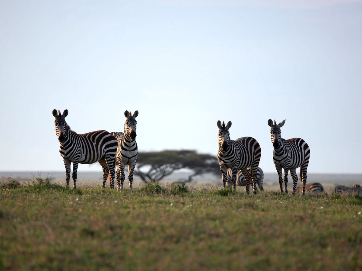 Photo from the movie Serengeti: Journey to the Heart of Africa